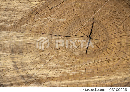 Old rings of big trees 68100938