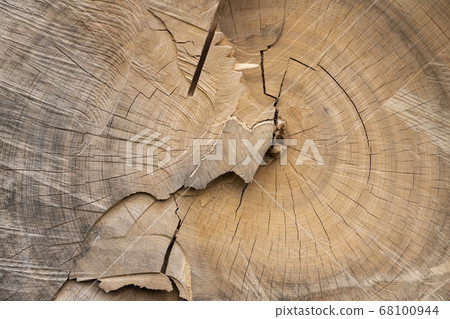 Old rings of big trees 68100944