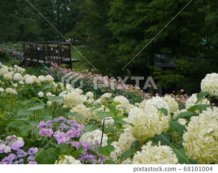 Hydrangea Garden in Tokyo Summer Land (Wandful Nature Village) Hydrangea Garden in Tokyo Summer Land (Wandful Nature Village) 68101004