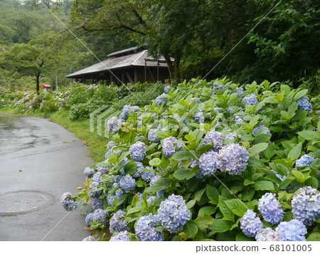 Hydrangea Garden in Tokyo Summer Land (Wandful Nature Village) Hydrangea Garden in Tokyo Summer Land (Wandful Nature Village) 68101005
