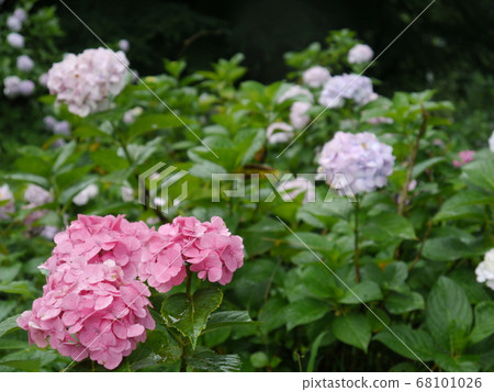 Hydrangea Garden in Tokyo Summer Land (Wandful Nature Village) Hydrangea Garden in Tokyo Summer Land (Wandful Nature Village) 68101026