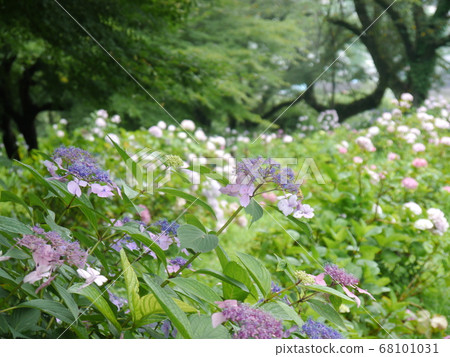 Hydrangea Garden in Tokyo Summer Land (Wandful Nature Village) Hydrangea Garden in Tokyo Summer Land (Wandful Nature Village) 68101031