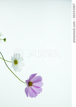 宇宙 宇宙 68101067