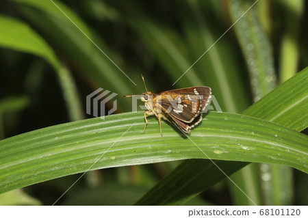 Hosobaseseri 68101120