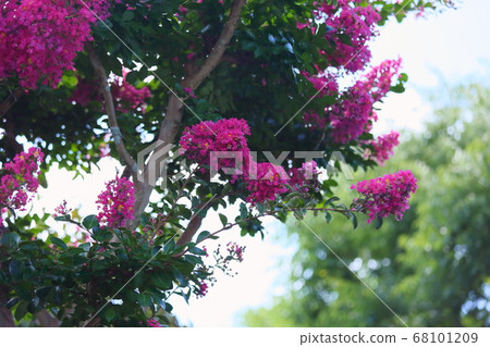 Flower of crape mybs 68101209