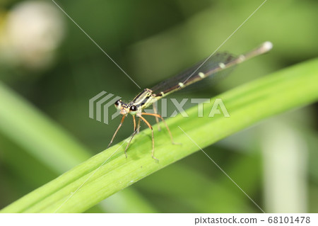 Monosha Tombo Monosha Tombo 68101478