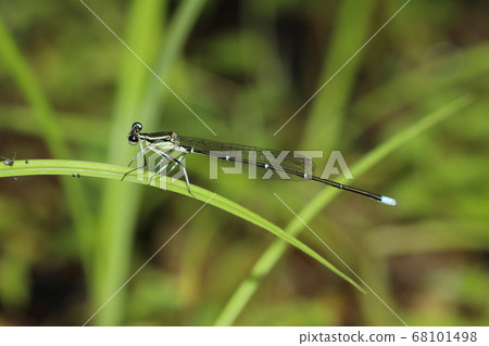 Monosha Tombo Monosha Tombo 68101498