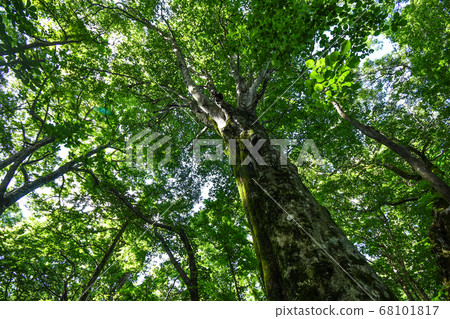 Twelve Lakes Beech Forest 68101817
