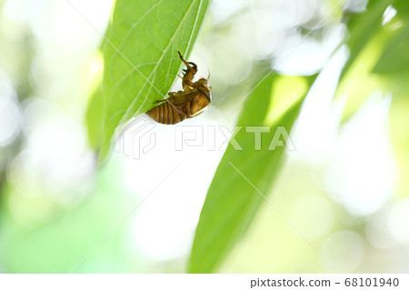 蟬殼亞伯拉研討會 蟬殼亞伯拉研討會 68101940