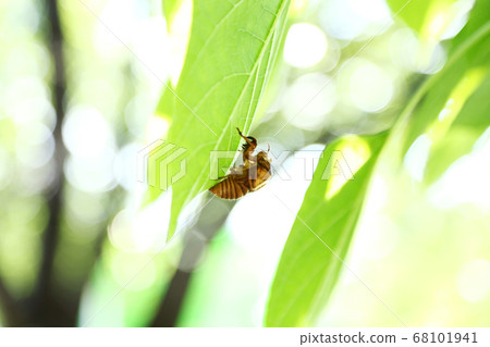蟬殼亞伯拉研討會 68101941