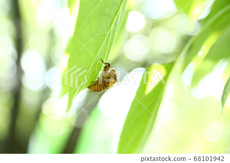 蟬殼亞伯拉研討會 68101942