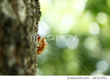 蟬殼亞伯拉研討會 68101952