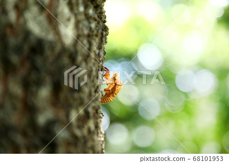 蟬殼亞伯拉研討會 68101953