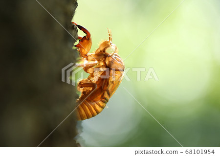 蟬殼亞伯拉研討會 68101954