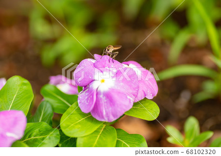 Mosquito perched on petals Mosquito perched on petals 68102320