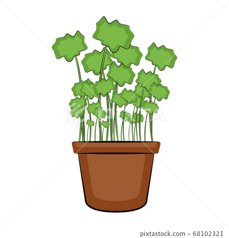 Plant in a pot Plant in a pot 68102321