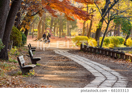 Bench and promenade of Shakujii Park Bench and promenade of Shakujii Park 68103313