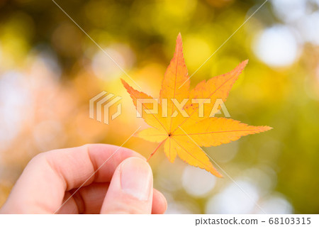 Observe the autumn leaves in your hand Observe the autumn leaves in your hand 68103315