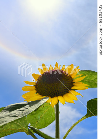 Sunflower and halo 68103435