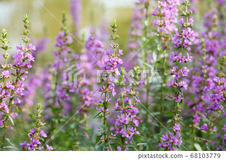 味噌Haigi花 味噌Haigi花 68103779