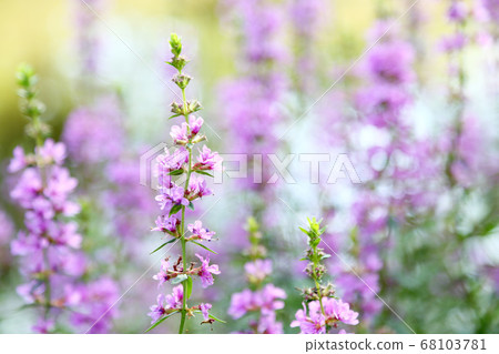 味噌Haigi花 68103781