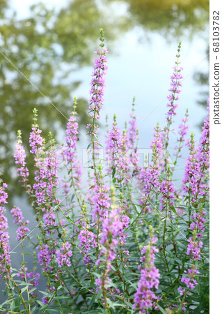 Misohagi flower on the bank of the pond Misohagi flower on the bank of the pond 68103782