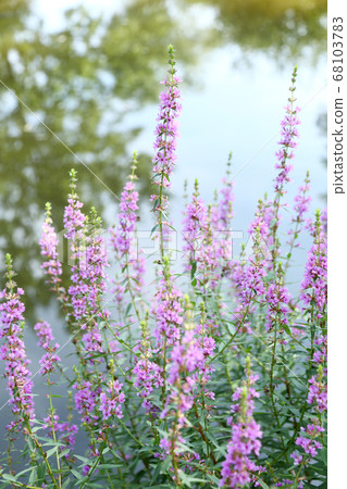 味ha花在池塘的岸邊 味ha花在池塘的岸邊 68103783