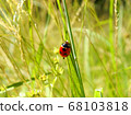 Ladybird eating 68103818