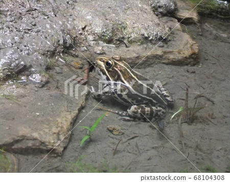 Tonosama frog sideways whole body 68104308
