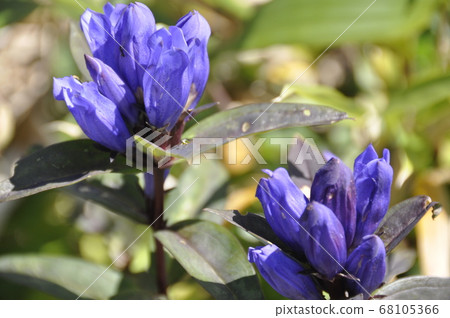 Gentian Gentian 68105366