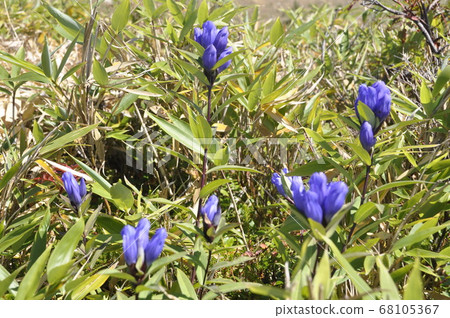 Gentian Gentian 68105367