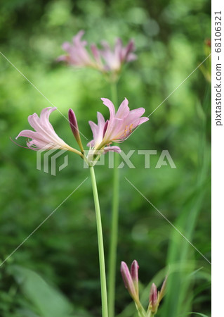 水仙花花 水仙花花 68106321