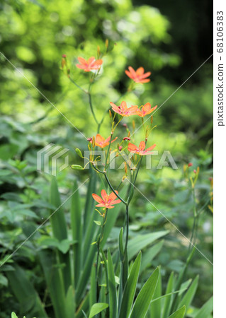 Hiougi flower Hiougi flower 68106383