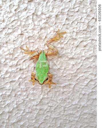 Tree frog shining on the white wall 68106806