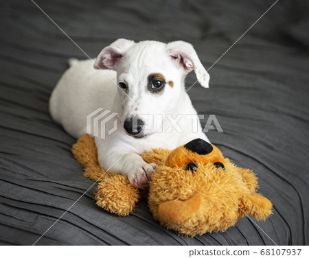White Jack Russel terrier dog 68107937