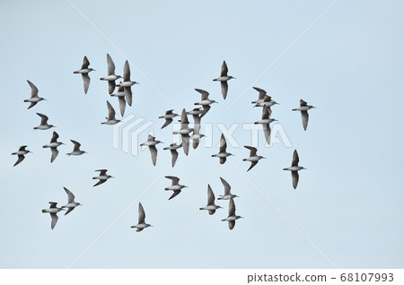 一群黃腿sand（北海道）的飛行圖 68107993