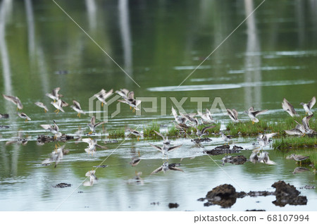 一群黃色sand在濕地（北海道）中飛行 68107994