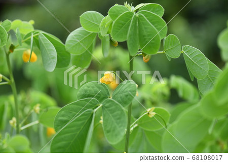 蝦花 蝦花 68108017