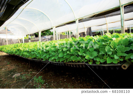 Organic vegetable on plots. Organic vegetable on plots. 68108110