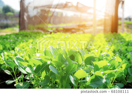Organic vegetable on plots at sunlight. Organic vegetable on plots at sunlight. 68108111