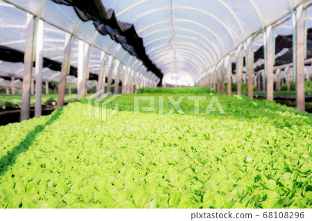 Organic vegetable growing house. 68108296