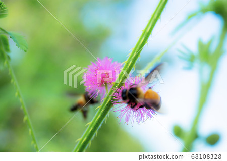 Bees are stamens of flawer. Bees are stamens of flawer. 68108328