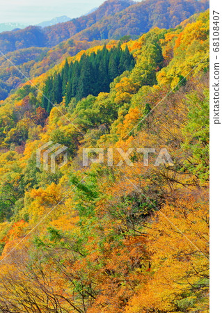 美麗的北阿爾卑斯山2008：信州2008北阿爾卑斯山的秋葉和秋葉 68108407