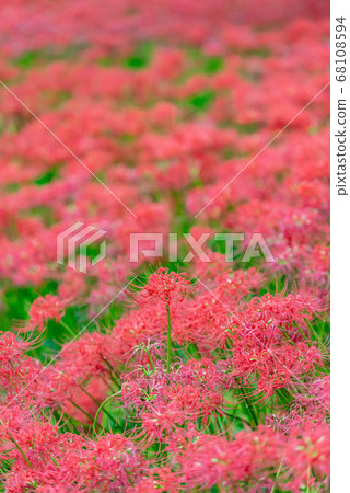 Cluster amaryllis 68108594