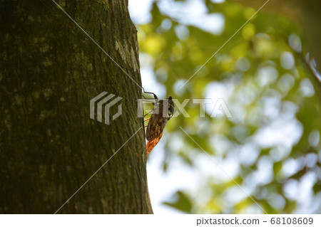 Cicada's bark from the sunbeams Cicada's bark from the sunbeams 68108609