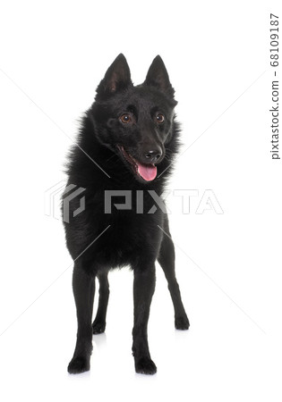 young Schipperke dog young Schipperke dog 68109187