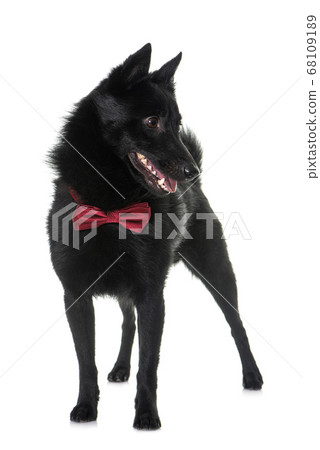 young Schipperke dog 68109189