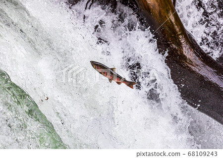 爬櫻桃樹瀑布 68109243