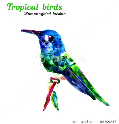 Tropical birds. Hummingbird jacobin. Watercolor illustration on white background Tropical birds. Hummingbird jacobin. Watercolor illustration on white background 68109247