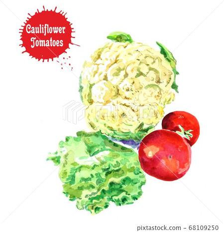 Watercolor drawing of a set of vegetables, cauliflower, tomato, cabbage Watercolor drawing of a set of vegetables, cauliflower, tomato, cabbage 68109250